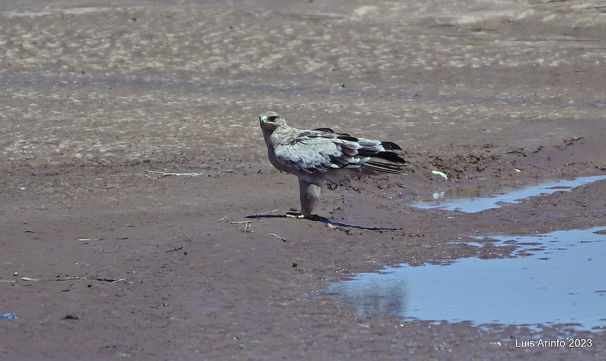 Tawny Eagle - ML644386149