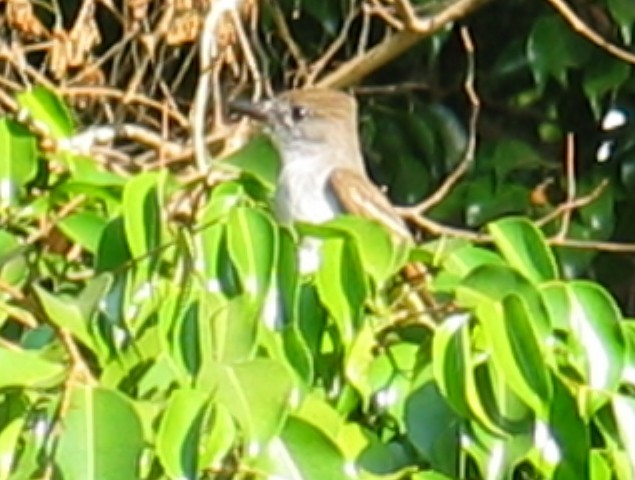 Nutting's Flycatcher - ML644386160