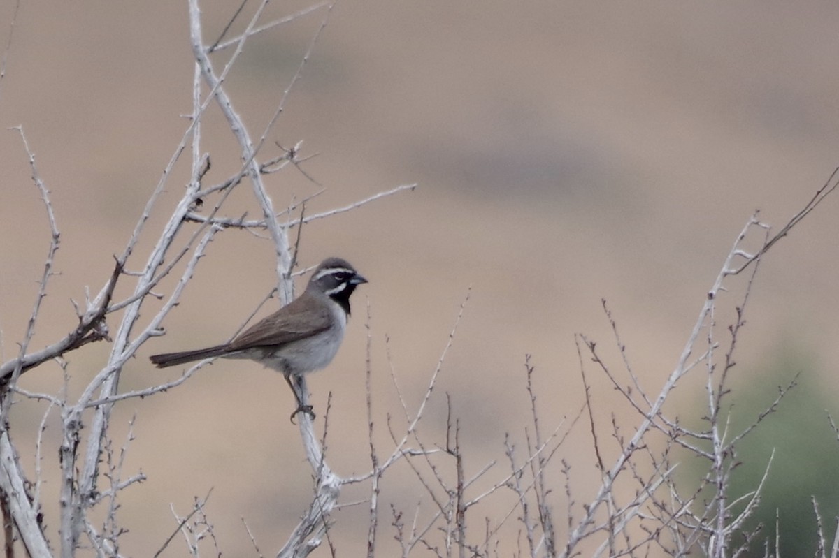 Black-throated Sparrow - ML644386162