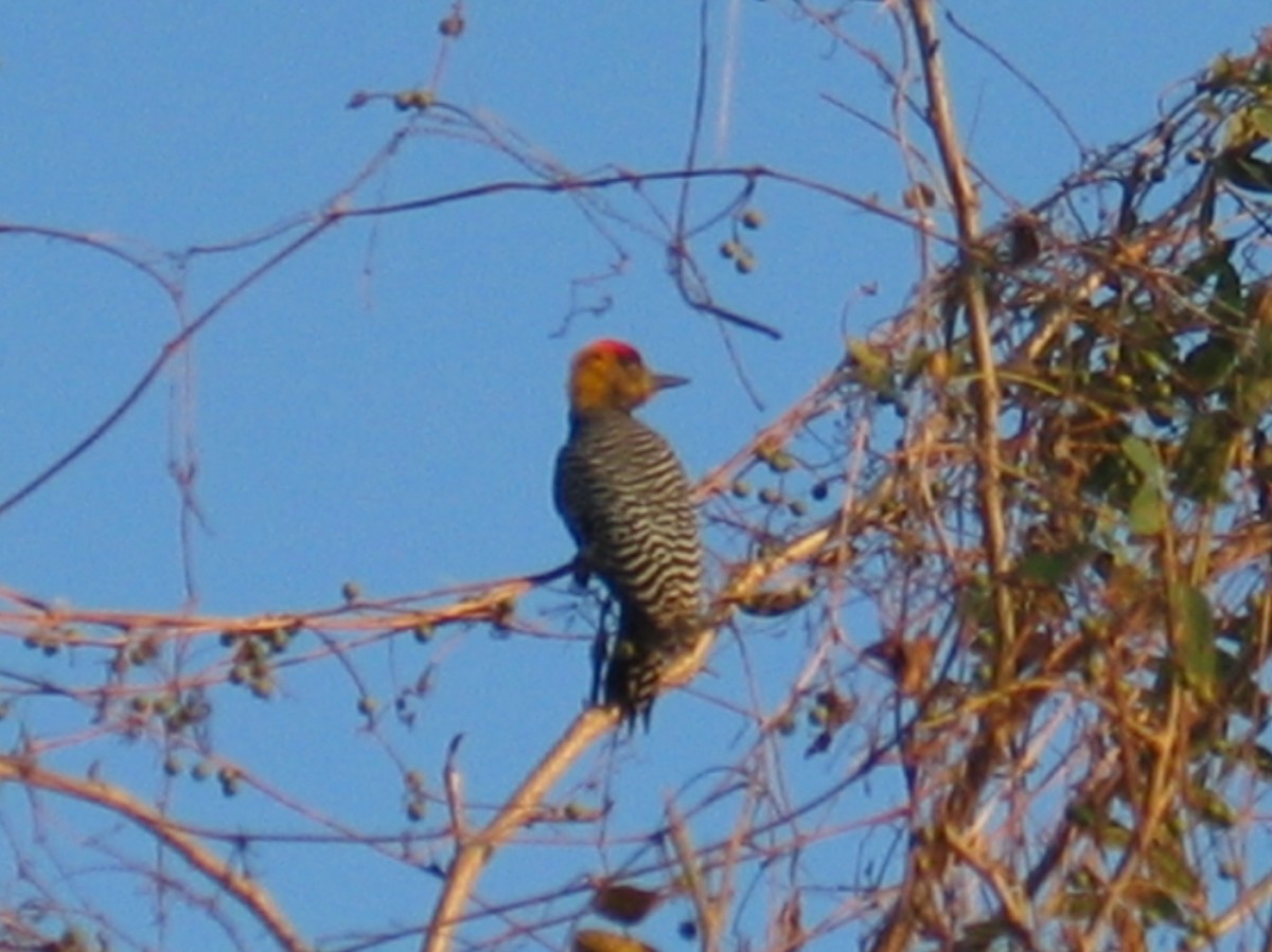Golden-cheeked Woodpecker - ML644386178