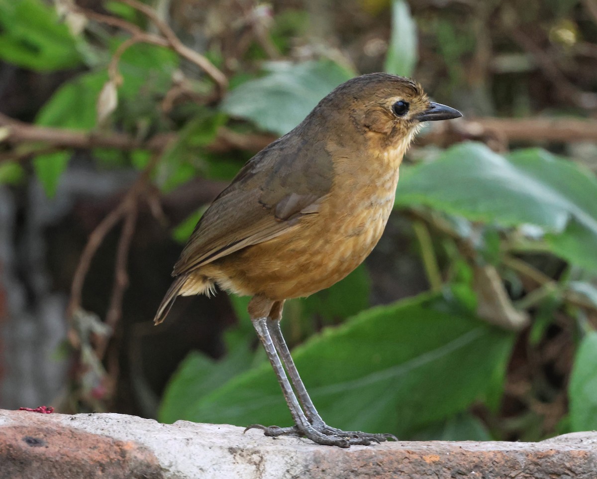 Tawny Antpitta - ML644386188