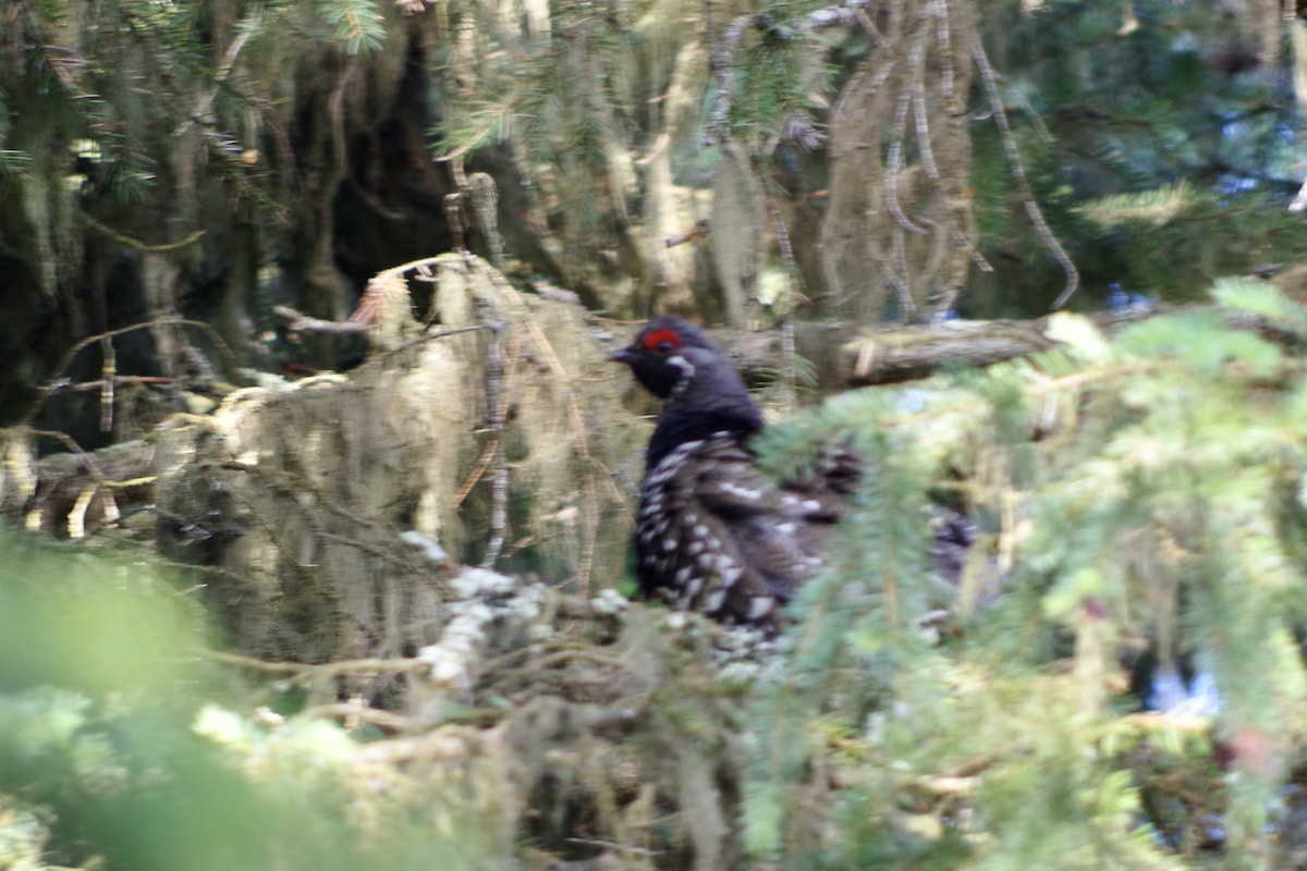 Spruce Grouse - ML644386189