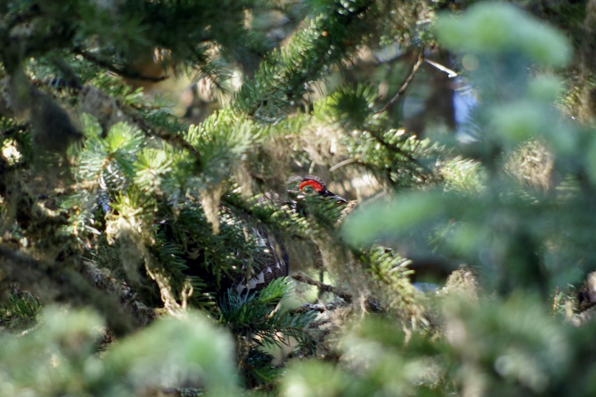 Spruce Grouse - ML644386190