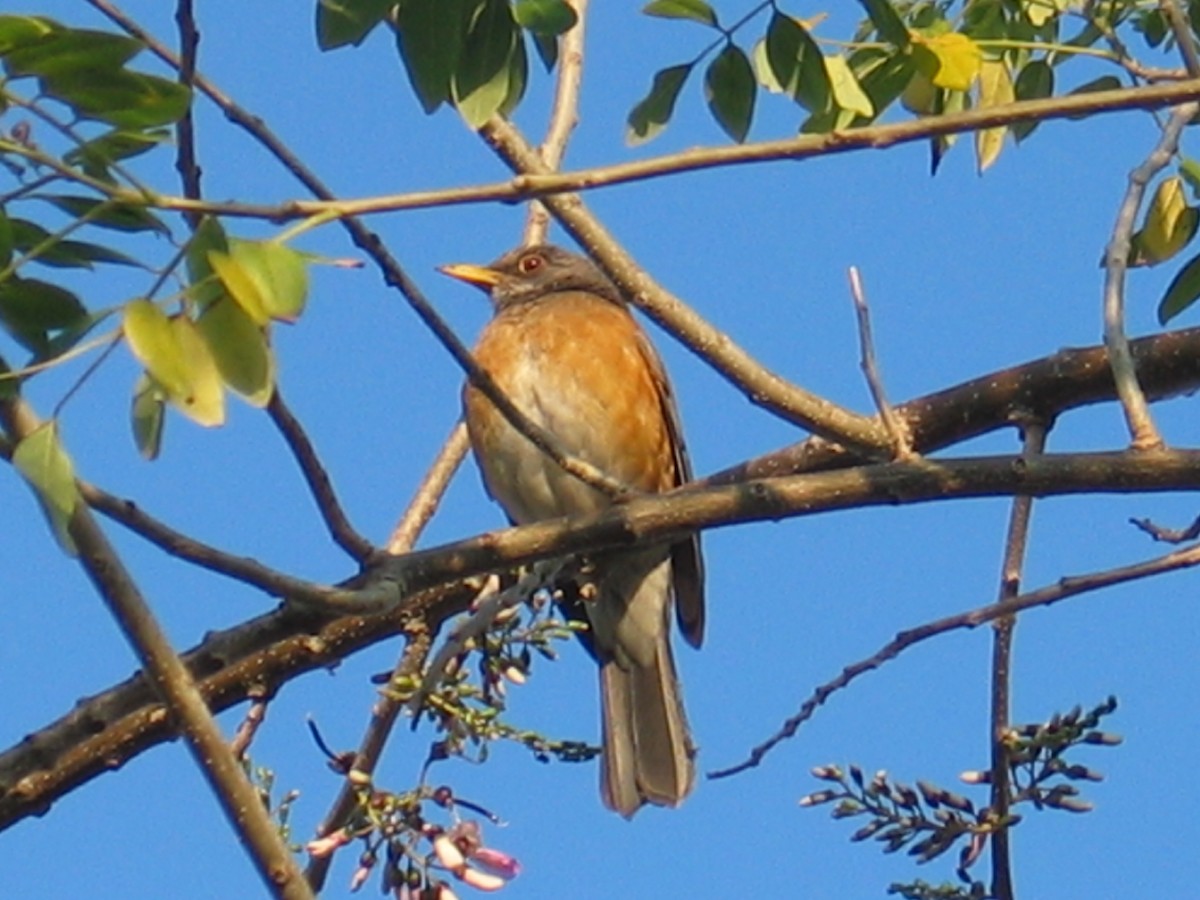 Rufous-backed Robin - ML644386191