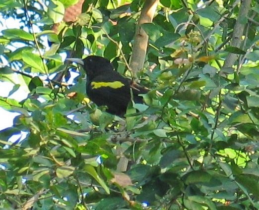Yellow-winged Cacique - ML644386195