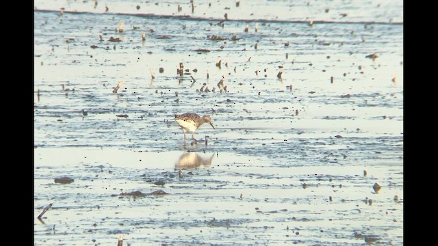 エリマキシギ - ML644386196