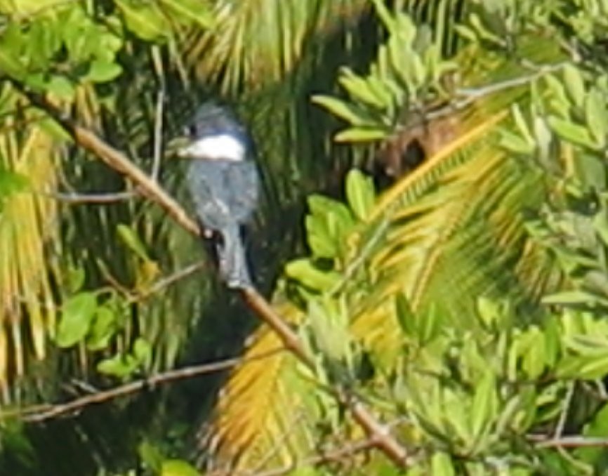 Belted Kingfisher - ML644386199