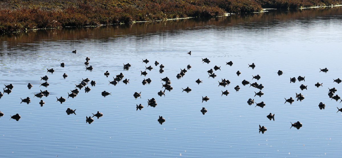 Савка американська - ML644386241