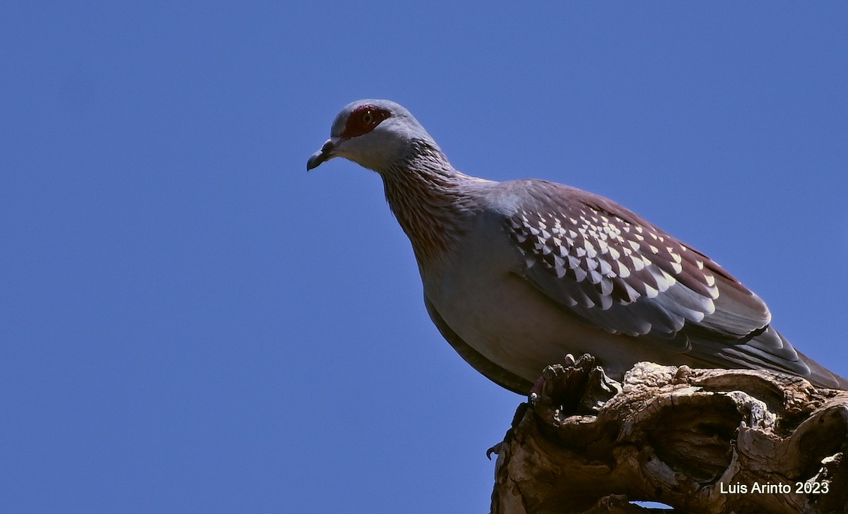 Speckled Pigeon - ML644386246