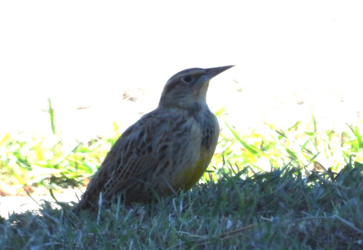 ニシマキバドリ - ML644386278