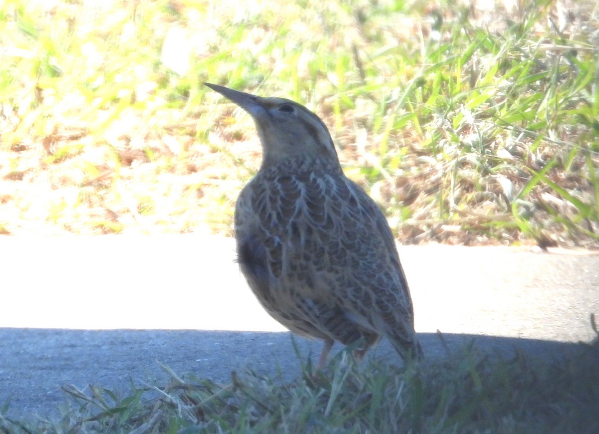 ニシマキバドリ - ML644386279