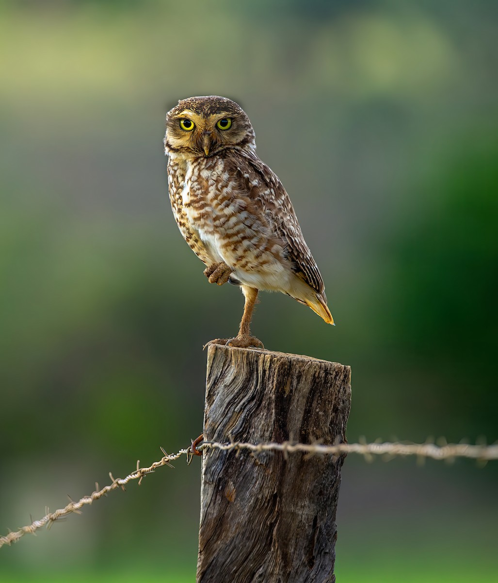 Burrowing Owl - ML644386309