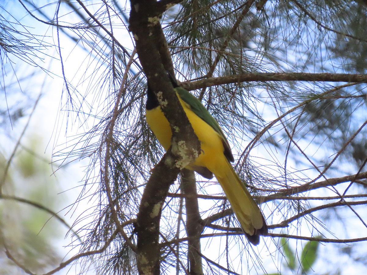 Inkablaurabe - ML644386322