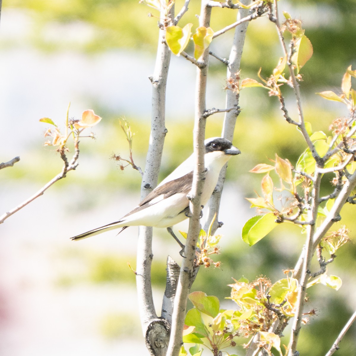 Lesser Gray Shrike - ML644386337