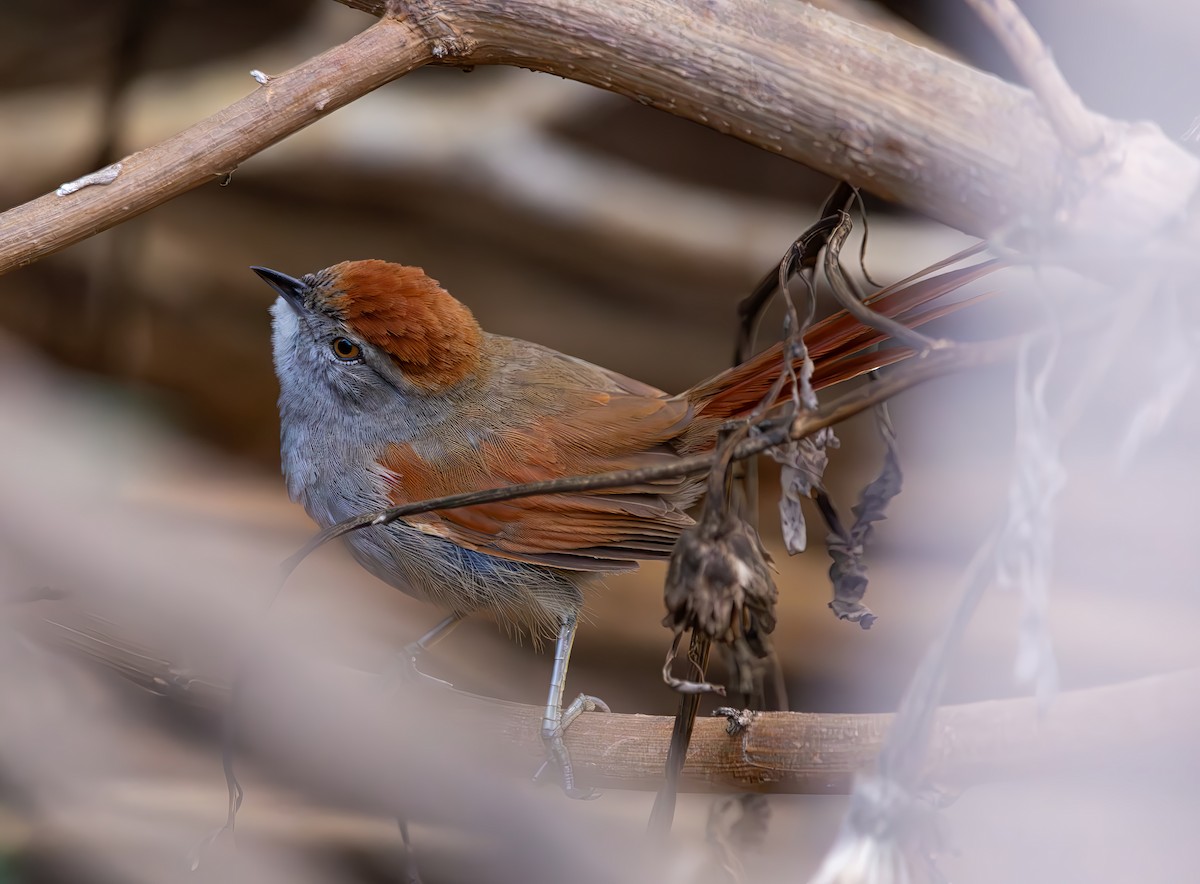 Sooty-fronted Spinetail - ML644386339