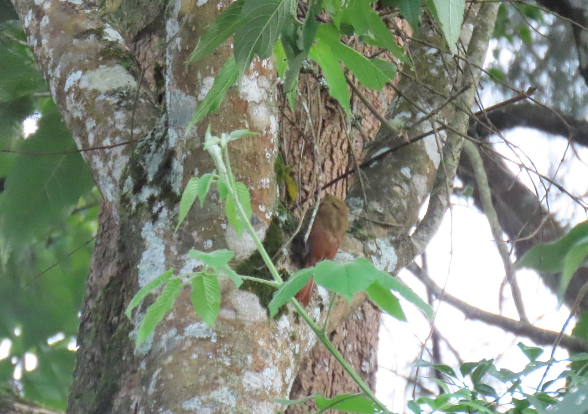 Olivaceous Woodcreeper - ML644386340