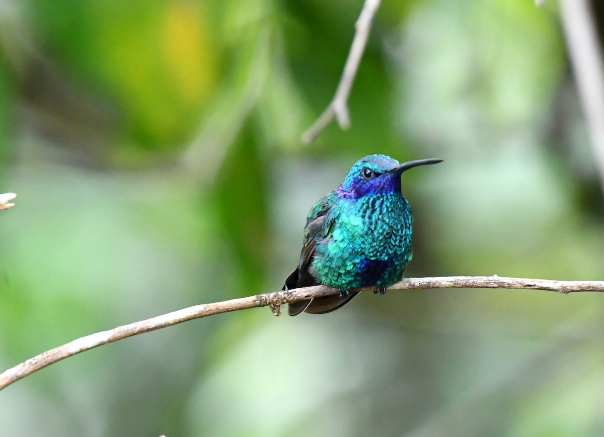 fiolørekolibri - ML644386353