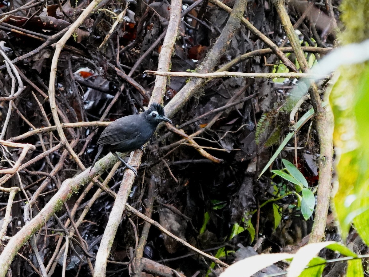 Sooty Antbird - ML644386354