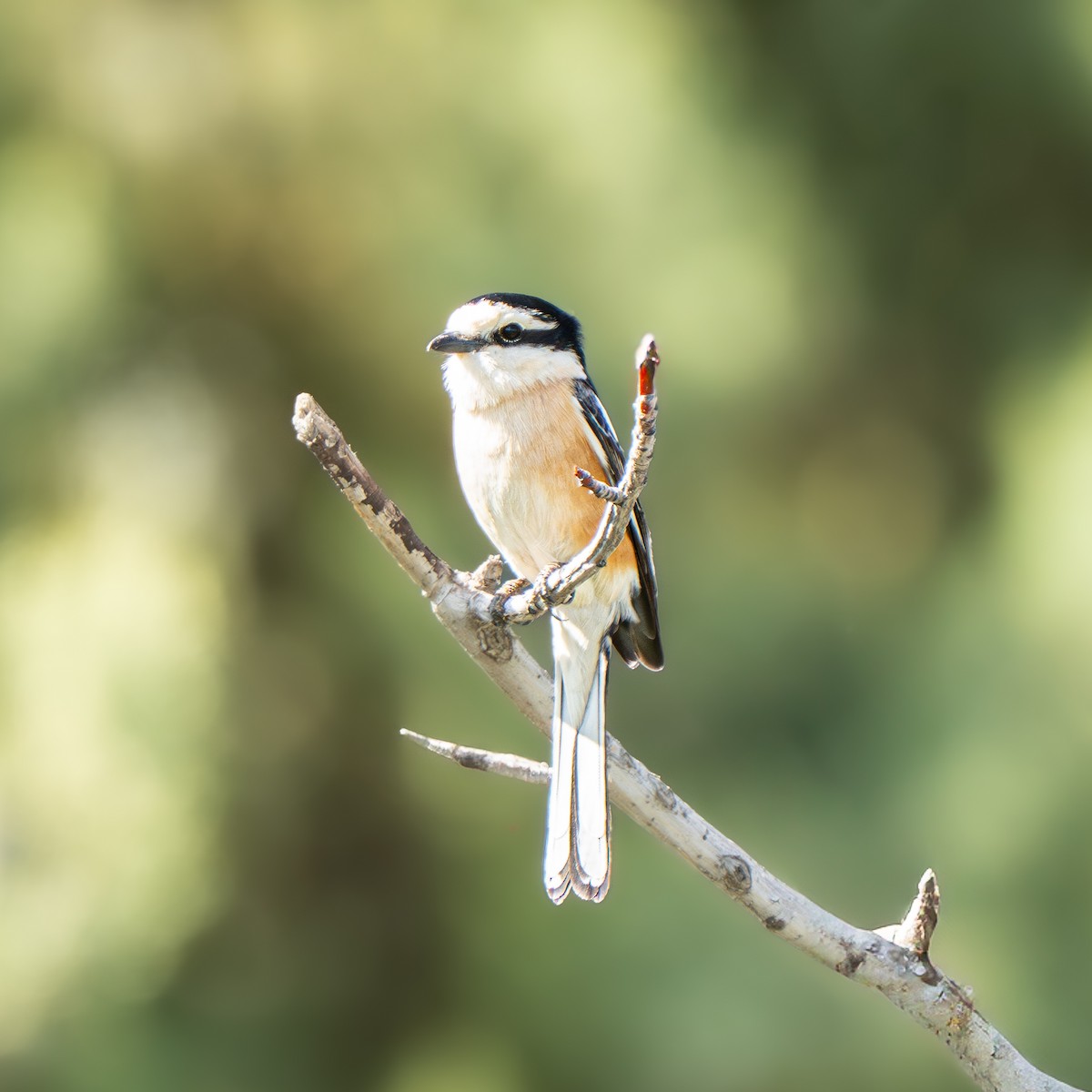 Masked Shrike - ML644386355