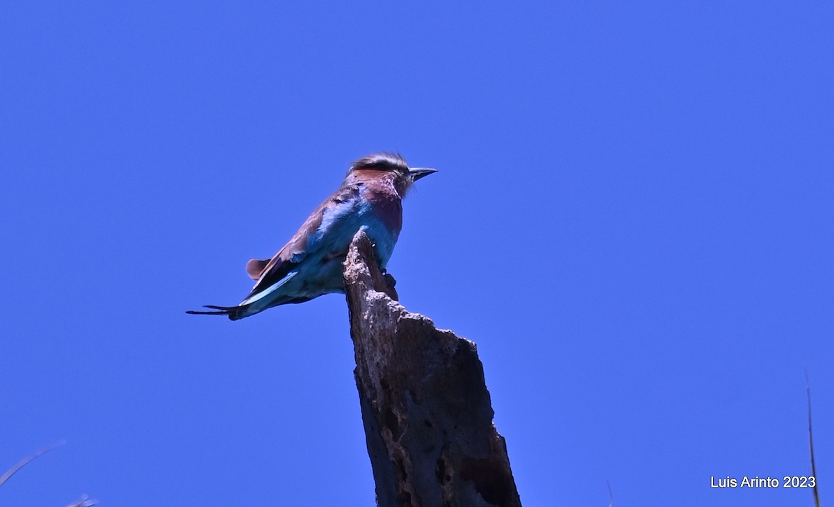 Lilac-breasted Roller - ML644386356
