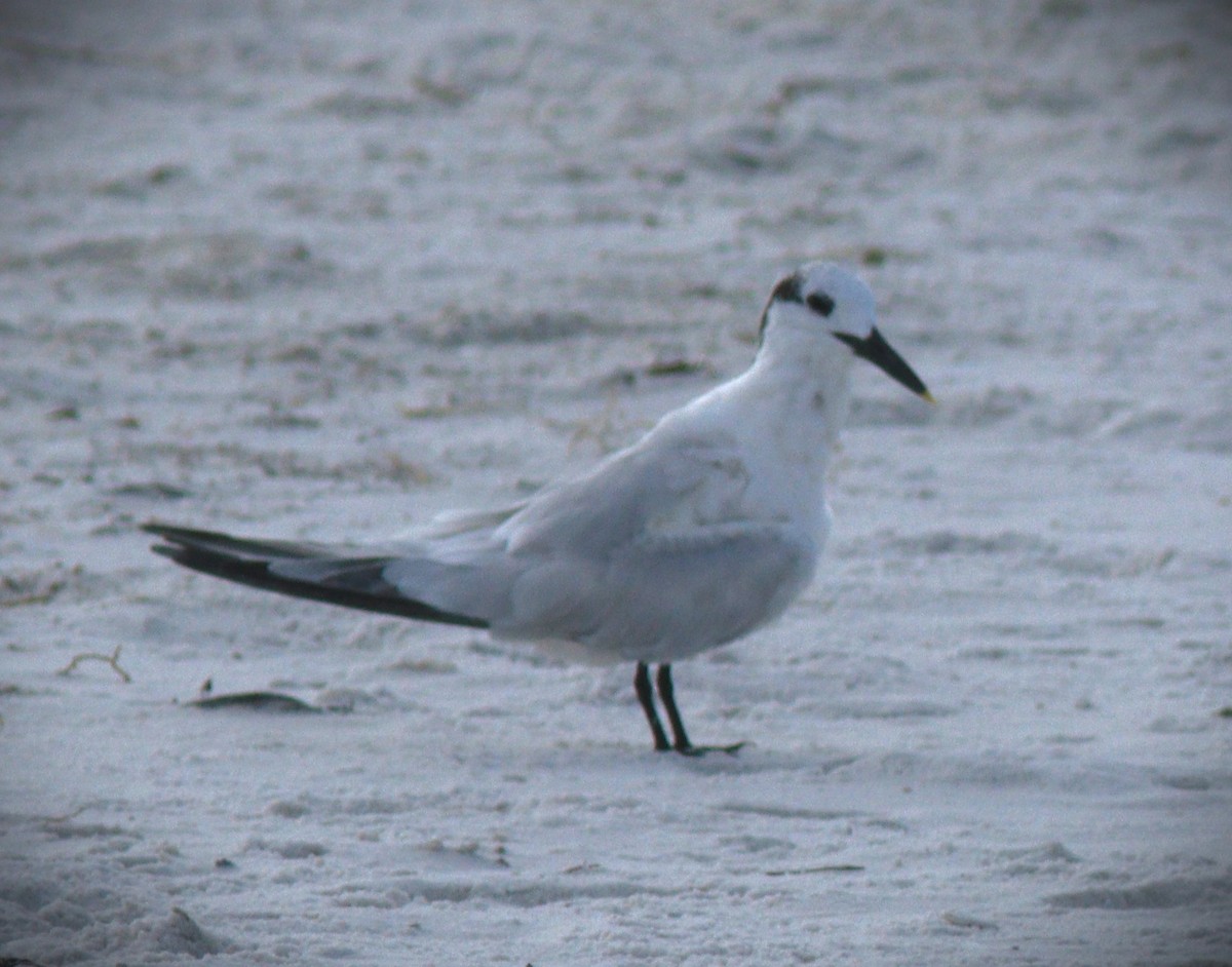 rybák severní - ML644386357