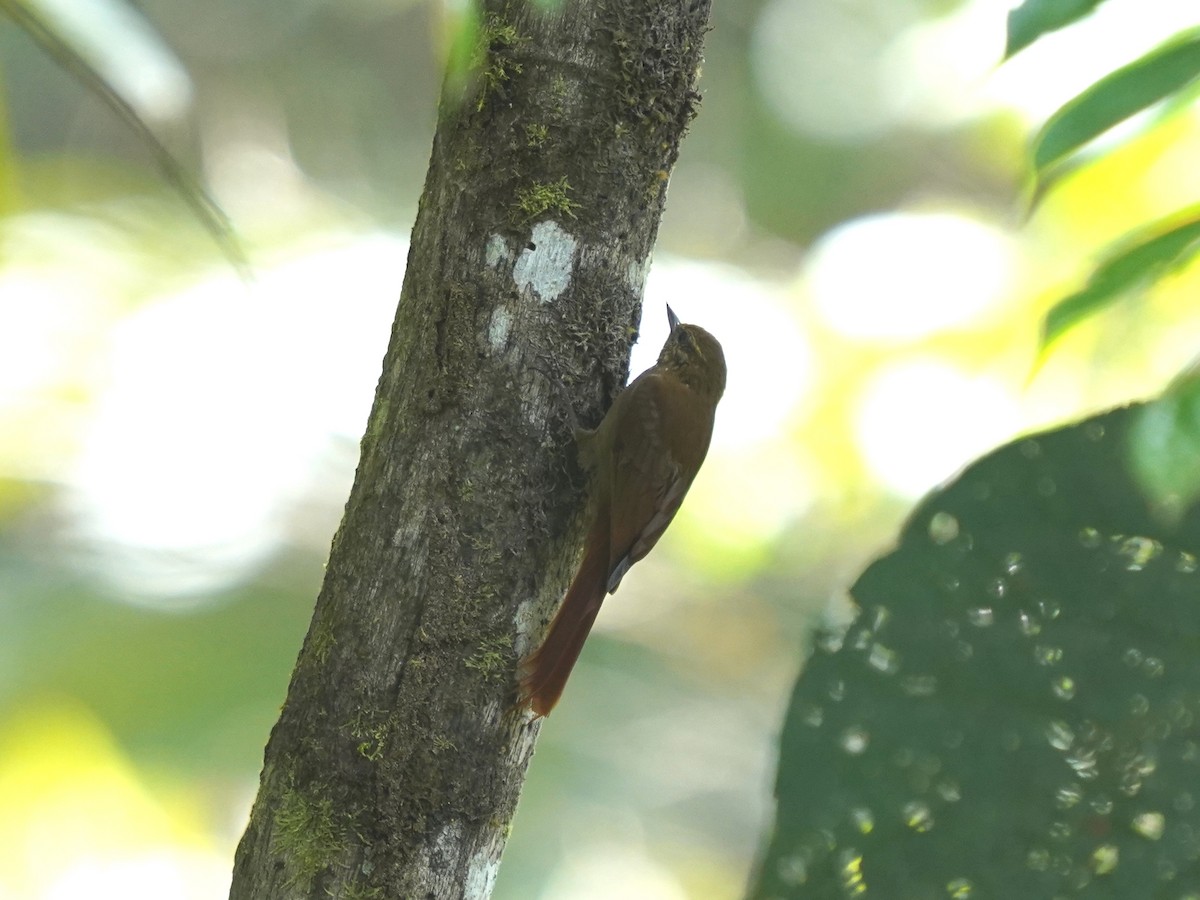 チビオニキバシリ - ML644386363