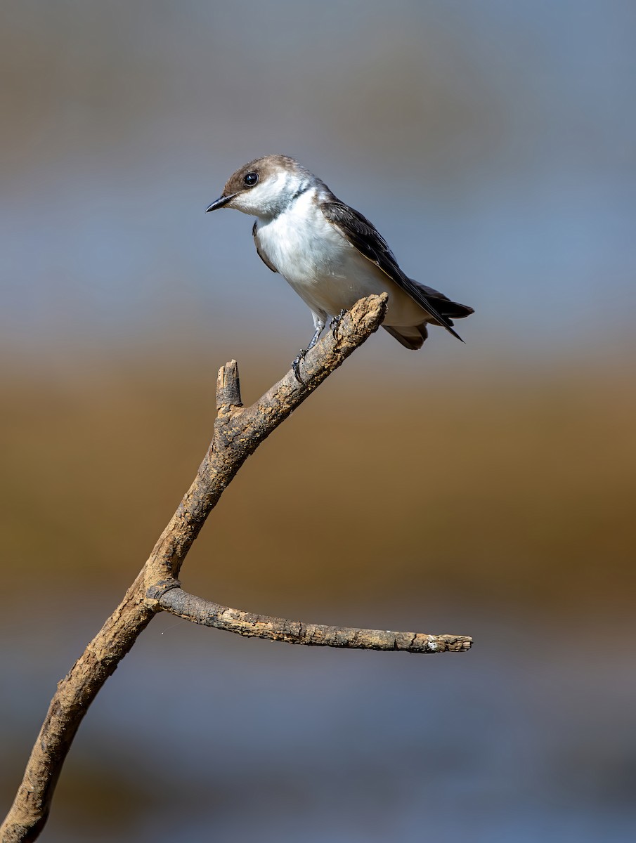 Cayenneschwalbe - ML644386364