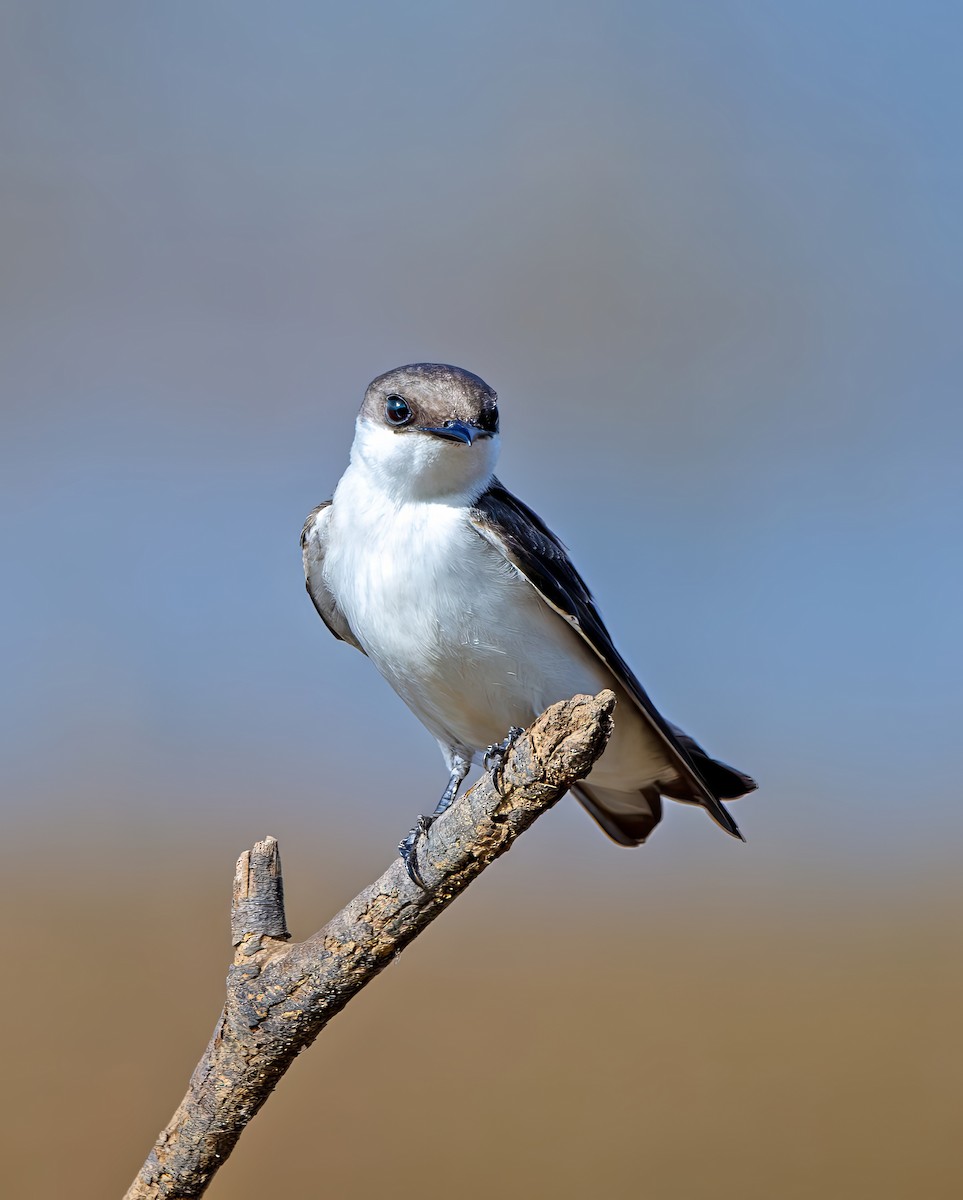 Cayenneschwalbe - ML644386365