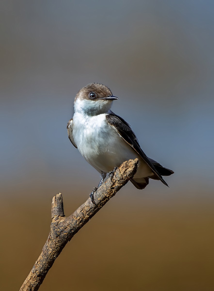 Cayenneschwalbe - ML644386366