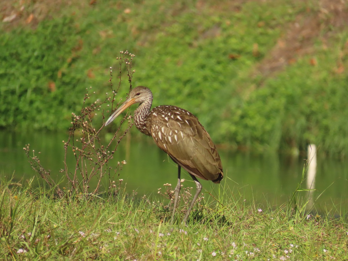 Limpkin - ML644386374