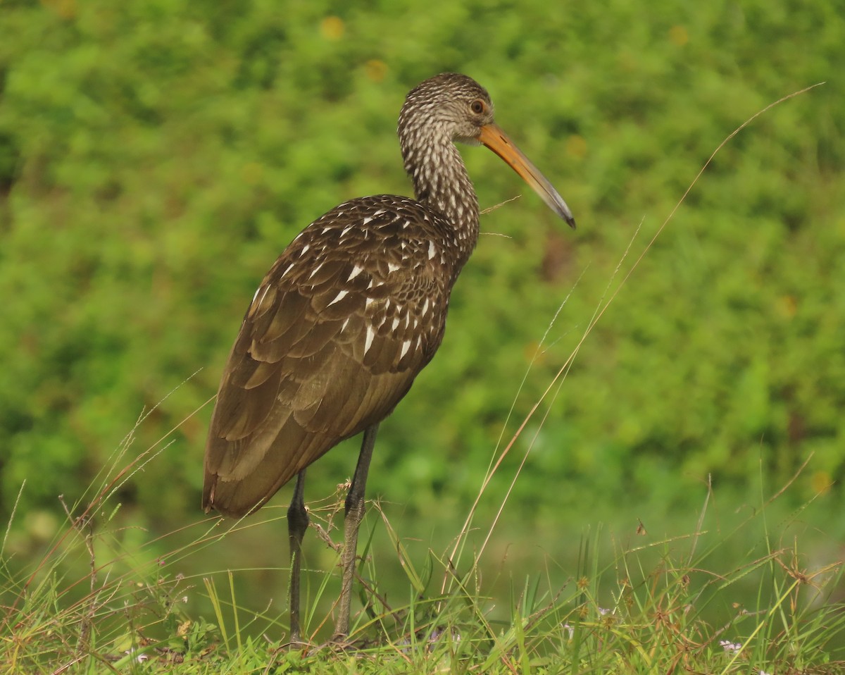 Limpkin - ML644386378