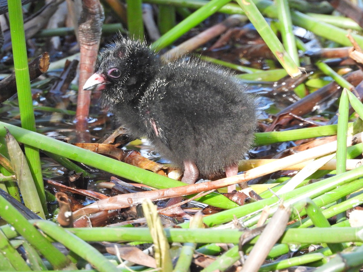 Australasian Swamphen - ML644386383