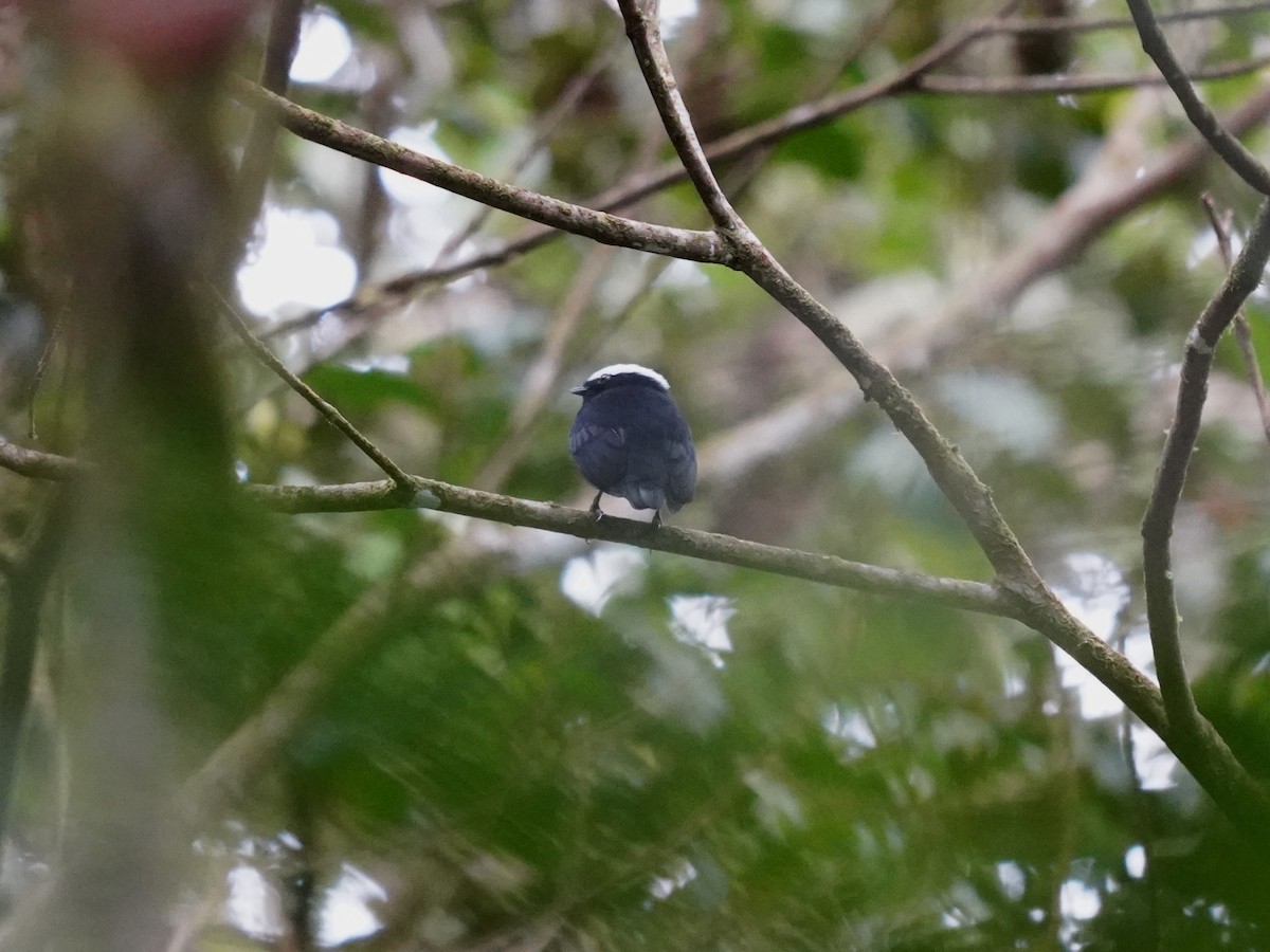 White-crowned Manakin - ML644386384