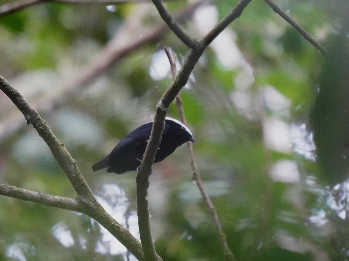 White-crowned Manakin - ML644386385