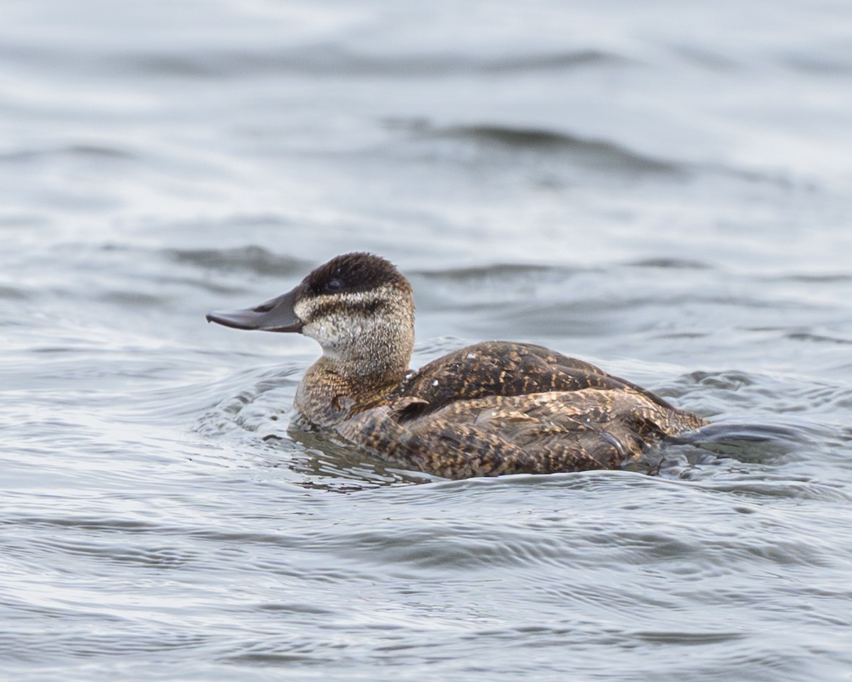 Gobbo della Giamaica - ML644386387