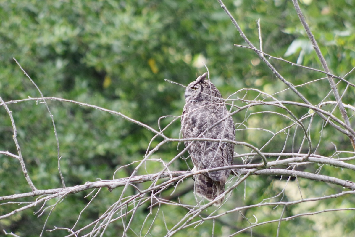 Great Horned Owl - ML644386388