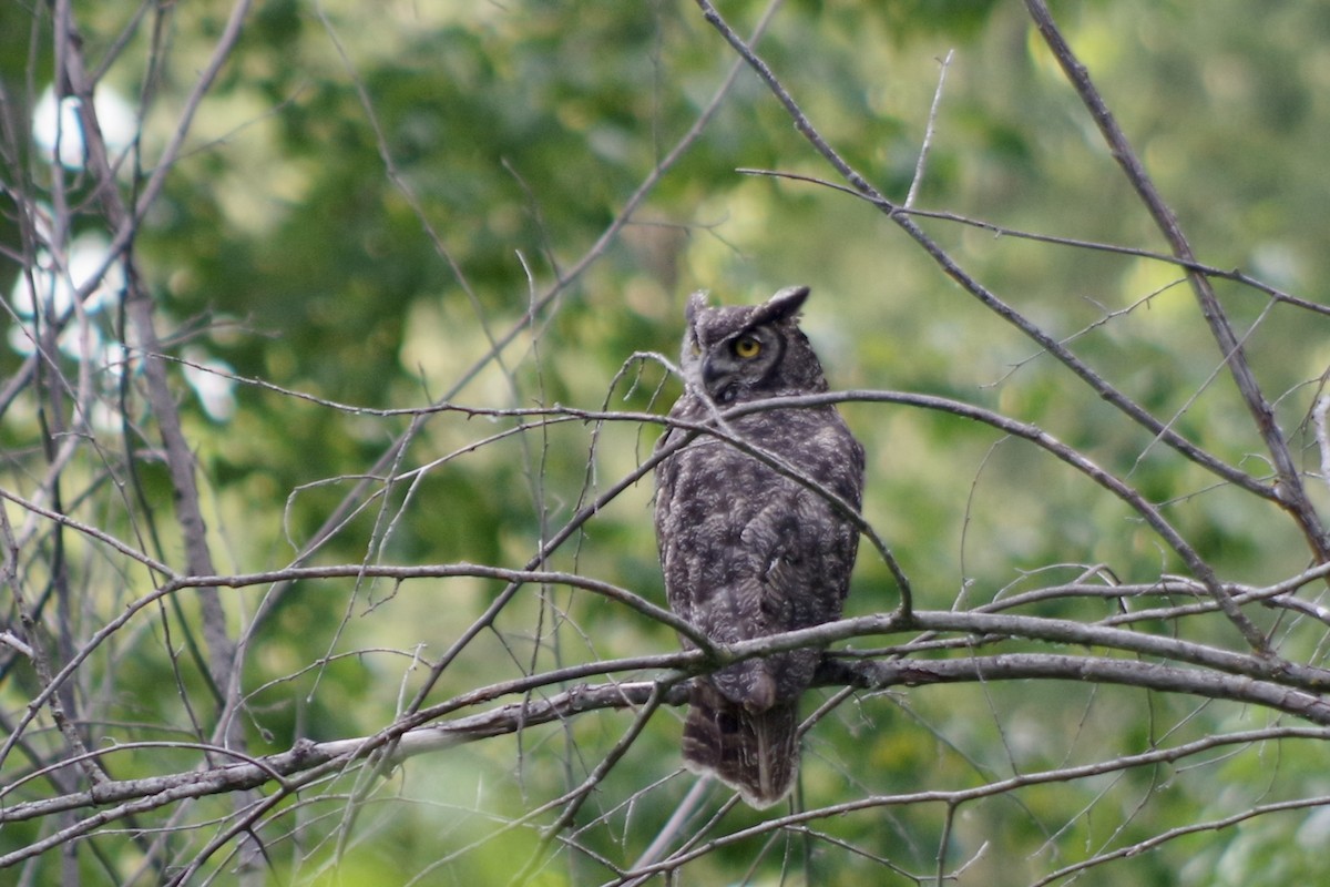 Great Horned Owl - ML644386389