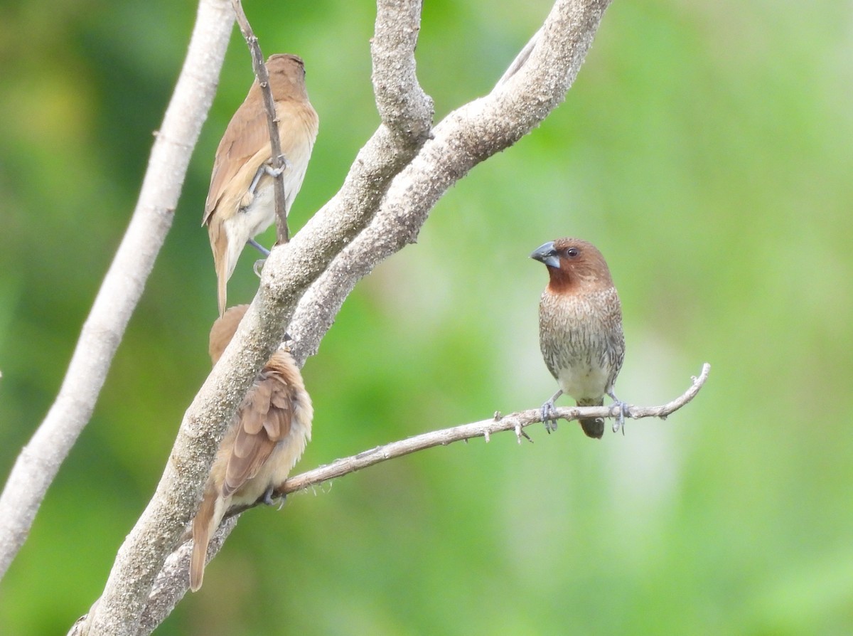 Munia pettosquamato - ML644386390