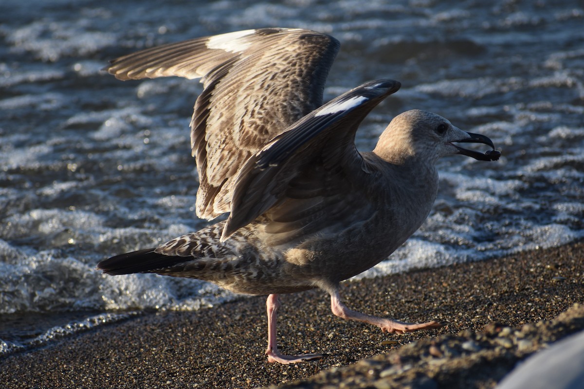 American Herring Gull - ML644386391