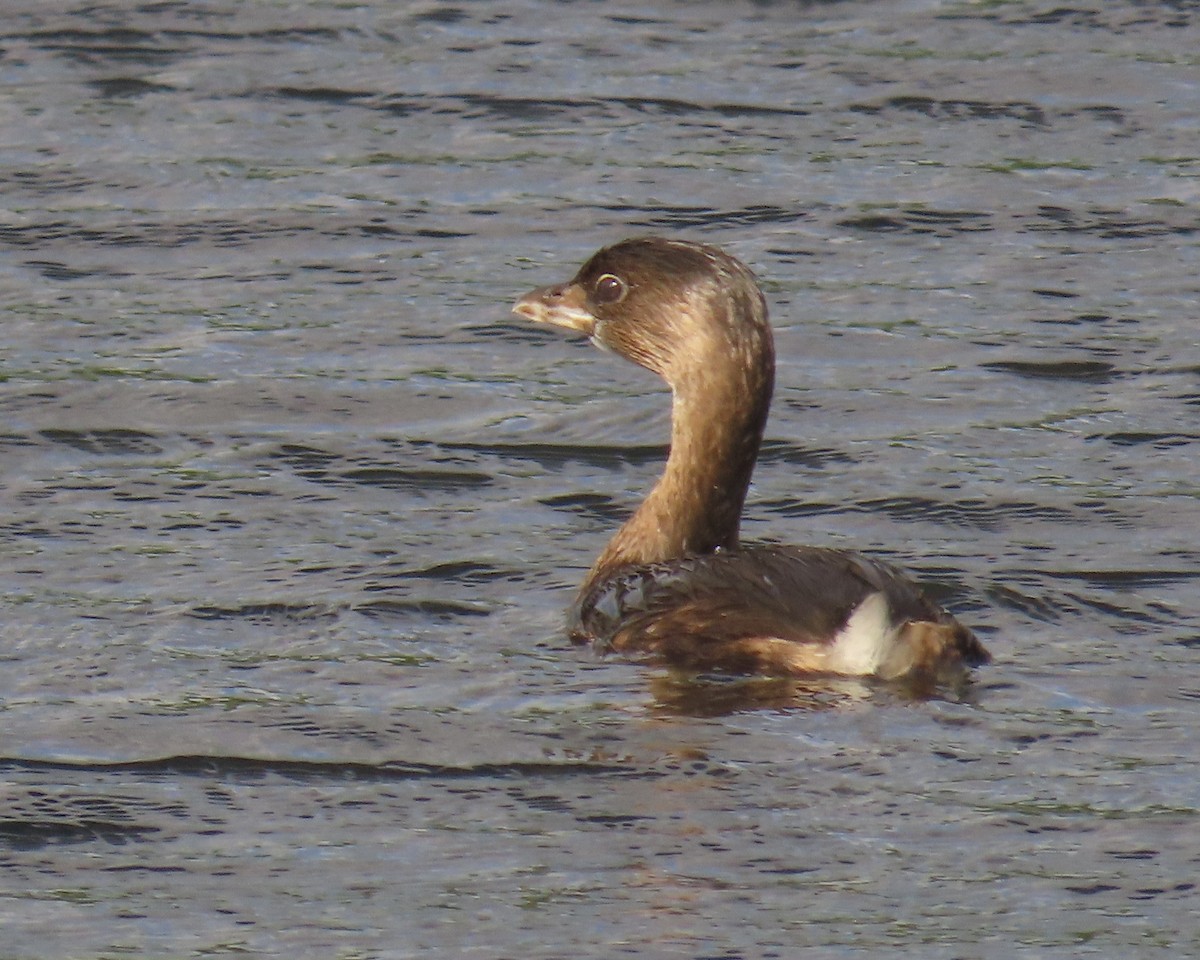 Pied-billed Grebe - ML644386393