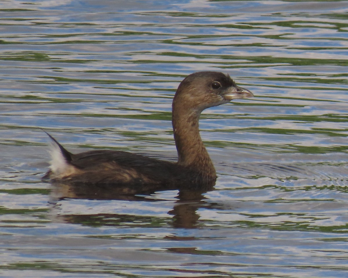 Pied-billed Grebe - ML644386394