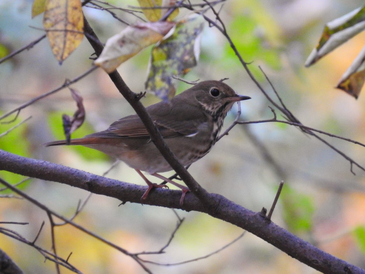 Tordo di Pallas - ML644386395