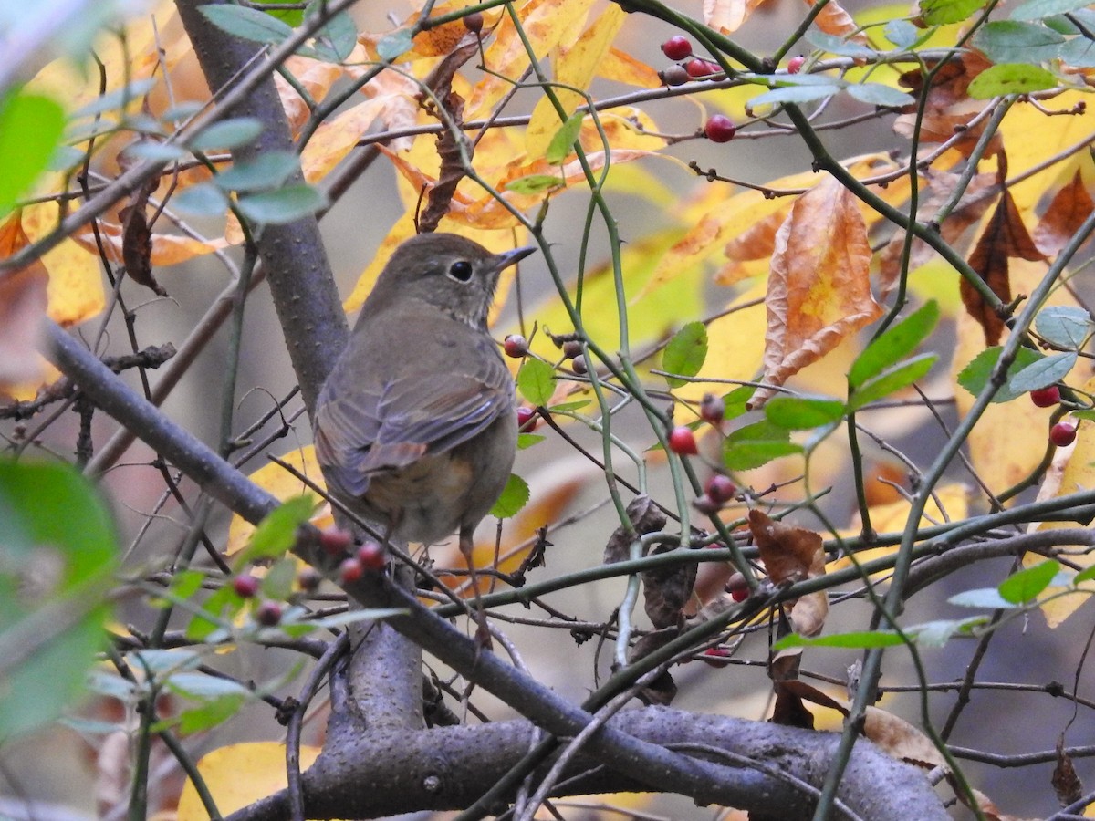 Tordo di Pallas - ML644386396