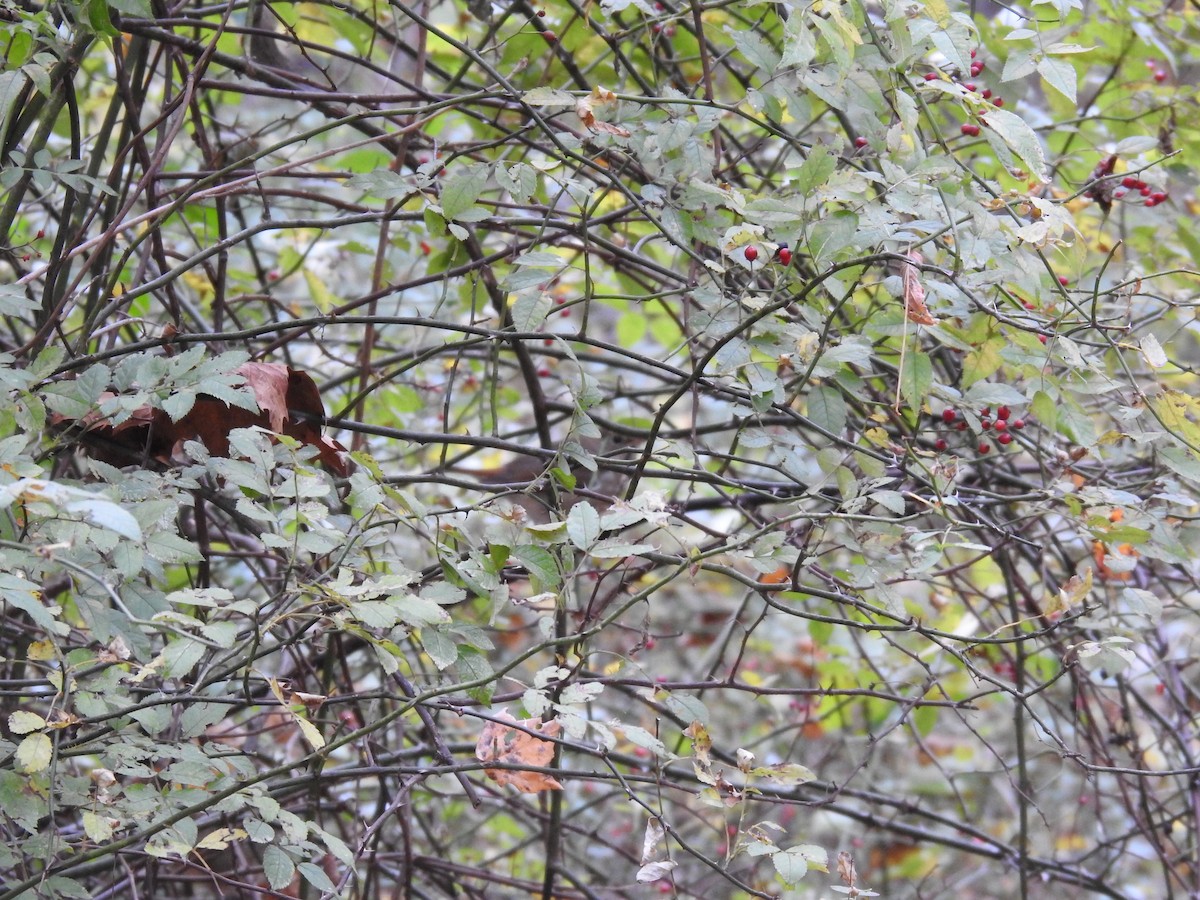 Tordo di Pallas - ML644386397