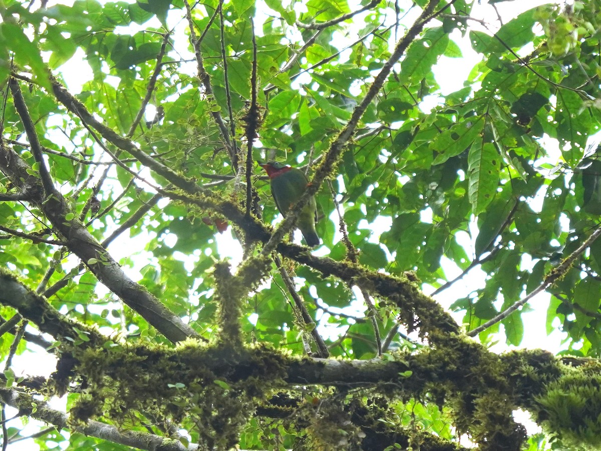 Fiery-throated Fruiteater - ML644386398