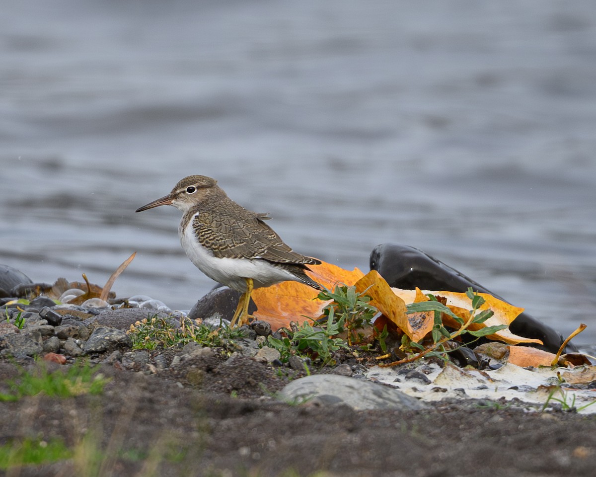 Piro piro macchiato - ML644386399