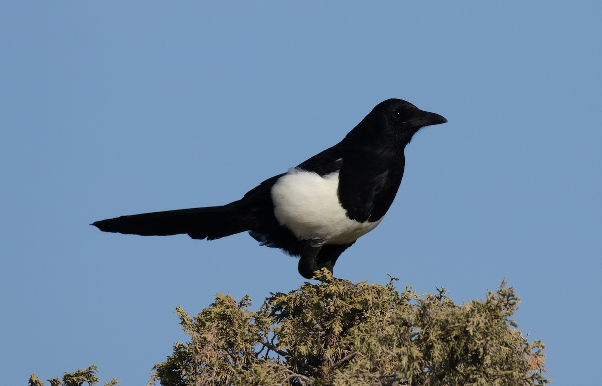 Asir Magpie - ML644386400