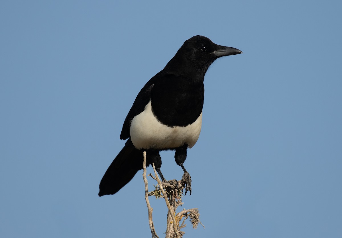 Asir Magpie - ML644386401