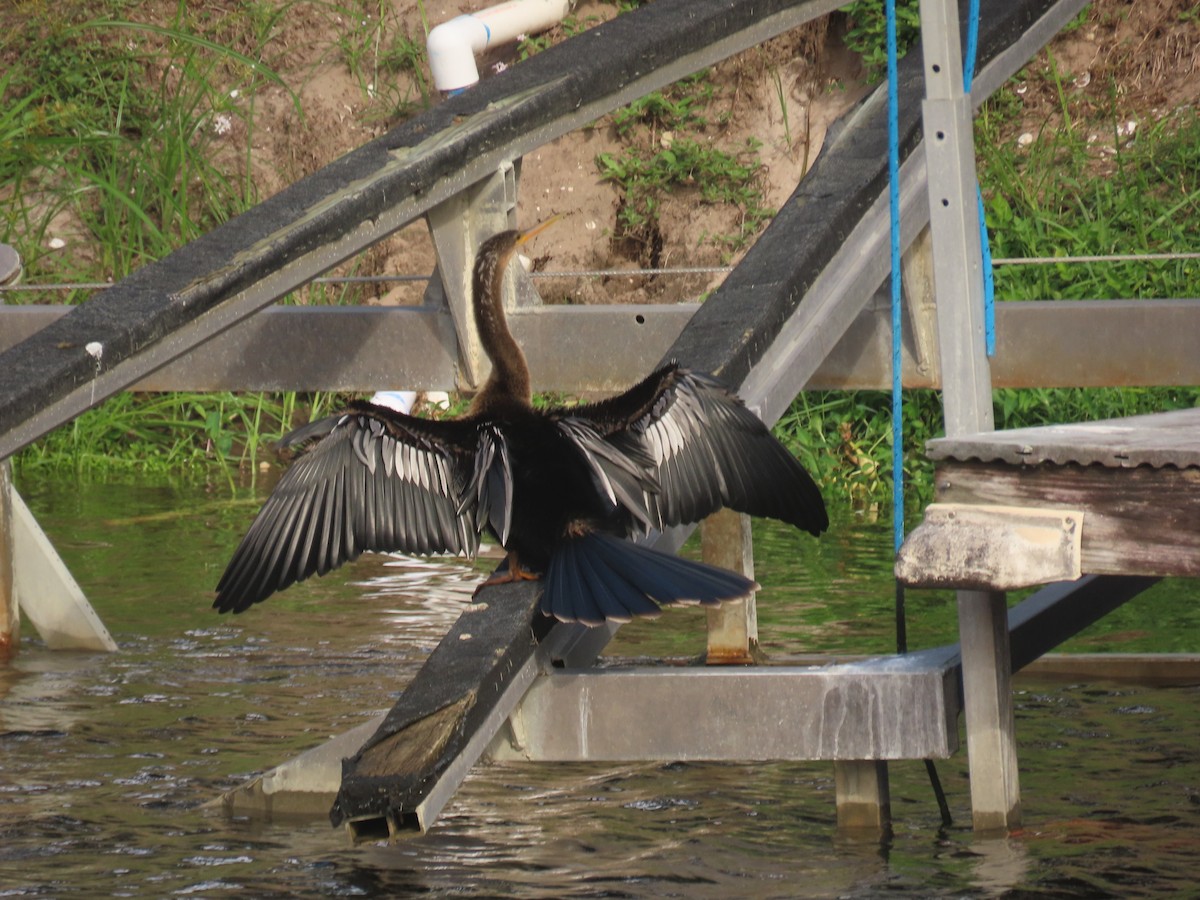 Anhinga - ML644386402