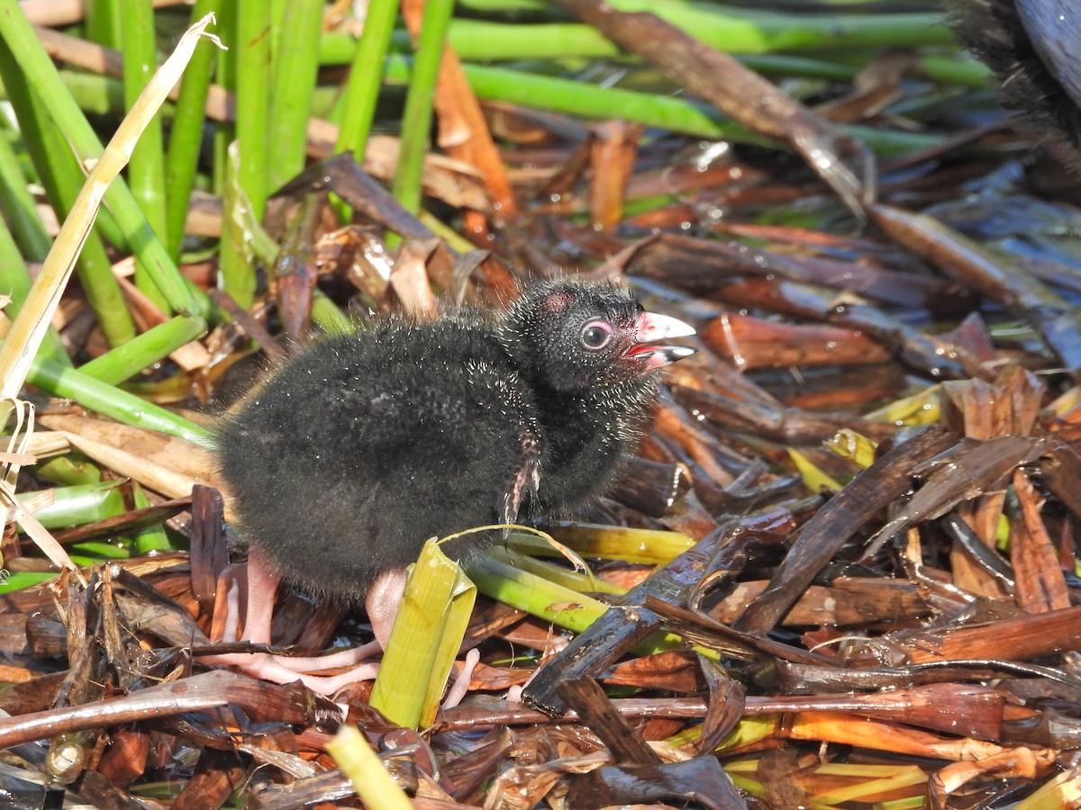 Australasian Swamphen - ML644386403
